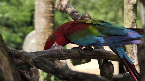 Macaw parrot feeding on branch