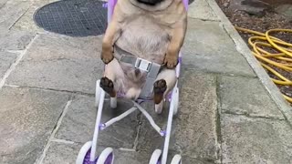 Toddler Takes Pug for A Stroller Ride