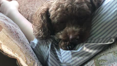 puppy sleeping in the car