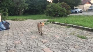 Cute Fox Comes in Close