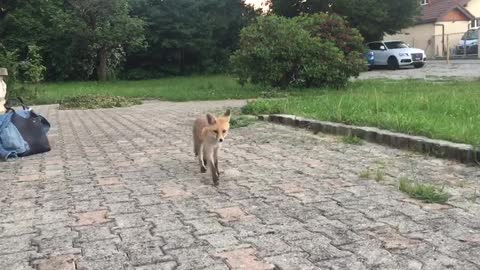 Cute Fox Comes in Close