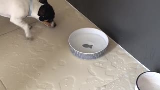 Splashing Puppy Makes Huge Mess Trying To Catch Fish Decoration