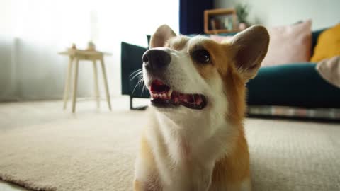 Corgi dog portrait. Little golden puppy lying relaxing in living room Happy domestic animal at home