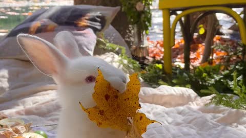 bunny eating leaf
