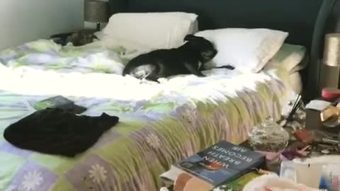 Black dog on green bed like human