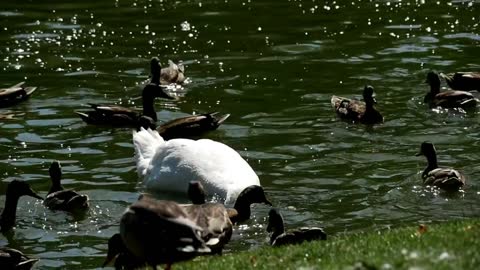 Ducks and a swan in a lake - With quiet music