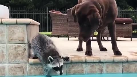 Funny dog ​​and squirrel swimming together in the pool!!!