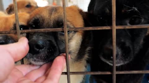 male hand petting caged stray dogs in pet shelter. People, Animals