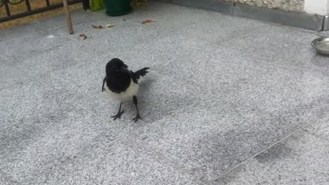 Cuba (magpie) attacks cats Kuba (sroka) atakuje koty