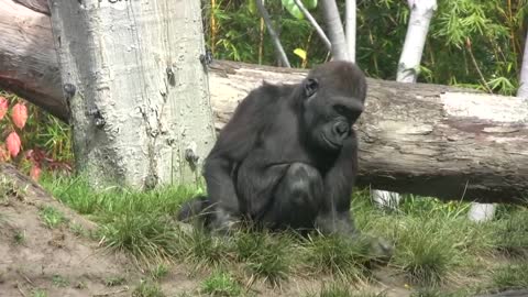 FUNNY GORILLA AT THE ZOO