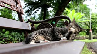 The cat lies resting in a chair