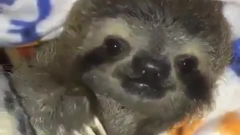 Little baby sloth is awaken from the sleep