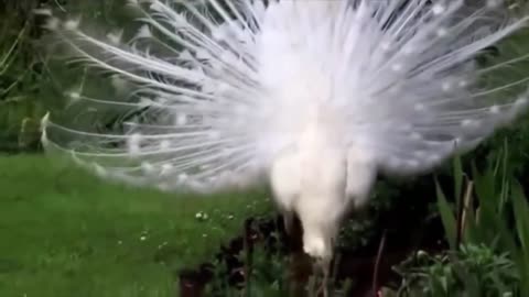 White Peacock Dance in Rain Video