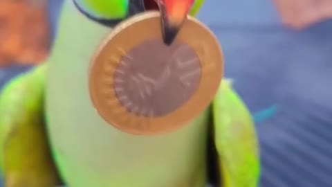 Funny video parrot