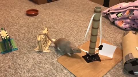 Bean the Rat Completes a Mario Agility Course