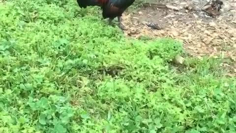 big rooster - vs small rooster - which sings more