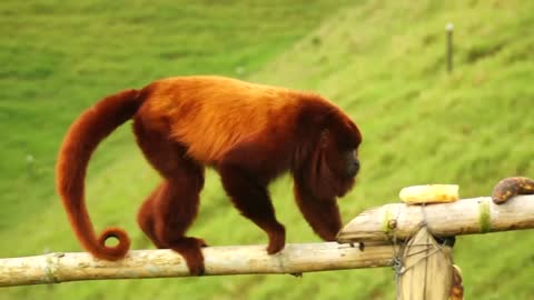 Howler Monkey 🐒