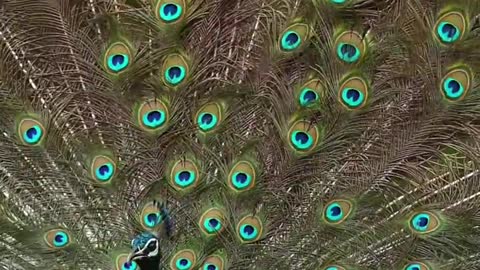 Peacock 🦚🦚