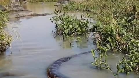 Mesmerizing African rock python