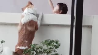 Girl and Doggo Are a Pair of Fence-Side Friends