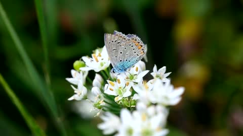 Blue Butterfly & Flowers