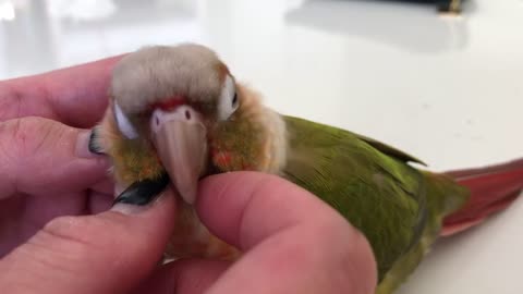 Parrot’s spa