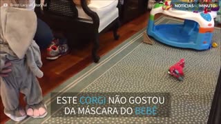 Bebê vestido de elefante assusta cão