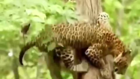 A leopard is climbing a tree