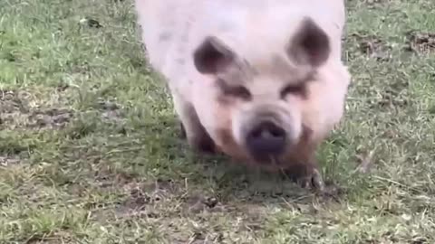 A chubby pig walks towards you