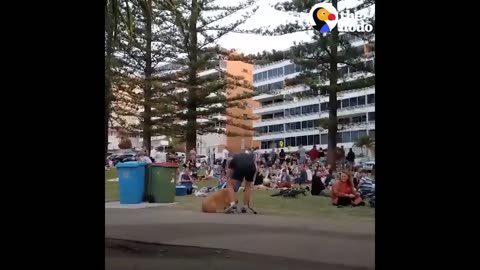 Dog PLAYS DEAD to Avoid Going Home While Park Crowd Watches | The Dodo