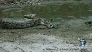 Python eats Alligator fight