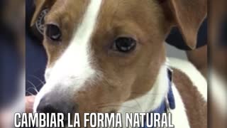 Someten a su mascota a una cirugía estética porque querían un perro de exposición