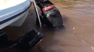 Black dog swimming in muddy water climbs onto boat