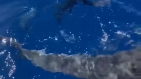 Two Tiger Sharks Charge At she!😮