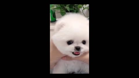 This very cute doggy will still your heart no doubt!! FUNNY CUTE PETS
