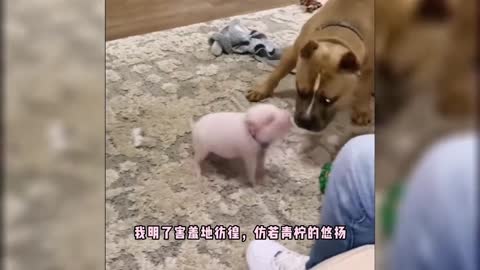 funny pig video (itch)