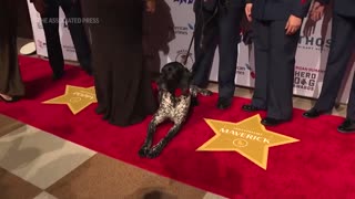 Canines attend Hero Dog Awards