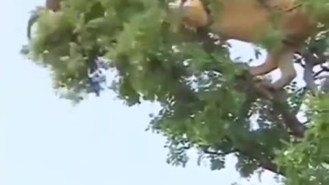 Tiger Attack Monkey On Tree ! Animals Video! Wild Animals ! Monkey Video ! Tiger 🐅Video!