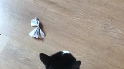 Funny cats play with a butterfly