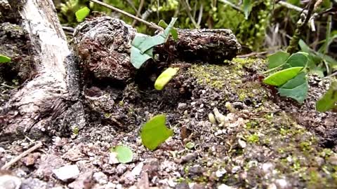 See How Leafcutter Ants are Parading