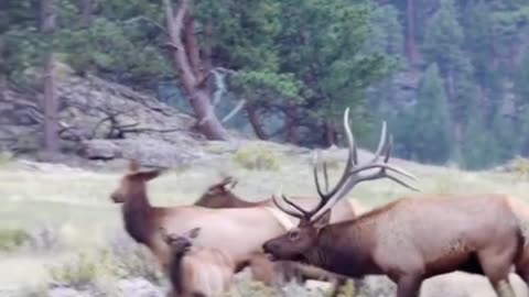 Have you ever seen a herd like this? It's a really spectacular sight