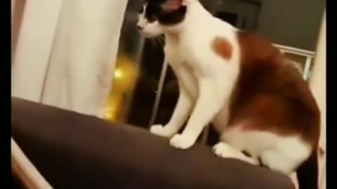 Funny Cat Videos (1)