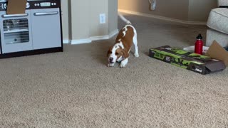 Puppy doesn’t like a child’s toy
