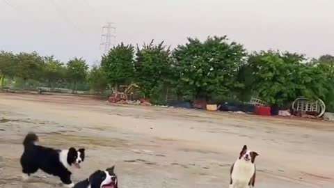 Dogs playing volly baloon in a group
