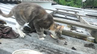 feed stray cats