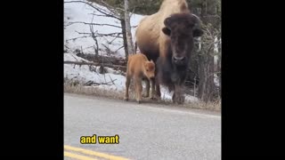 Why you shouldnt get too close to Bison