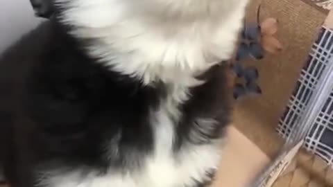 Cute fluffy husky makes his first howl