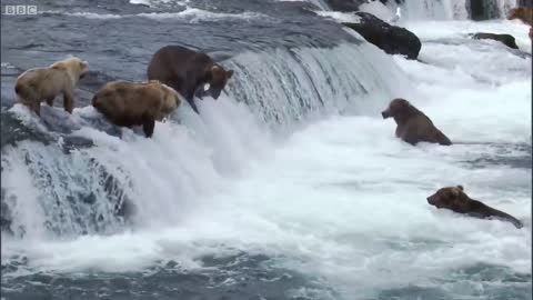 Top 5 Most Dangerous River Moments | BBC Earth