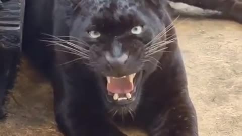 Real Sound of Jaguar So Dangerous nature animal jaguar tiger wildlife