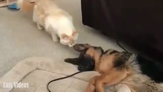 A Cat Playing in A Dog's Ear ASleep.